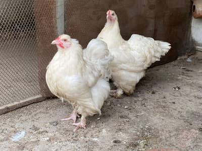 Puff Hen