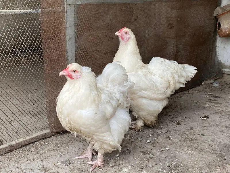 Puff Hen — photo 2
