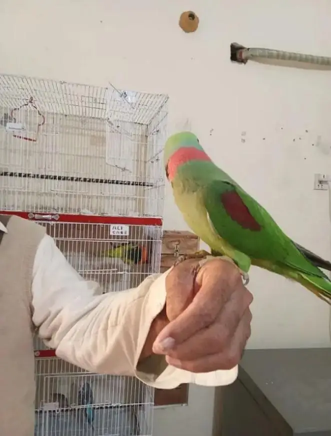 Raw Parrot  handtam for sale urgent sale urgent — photo 2