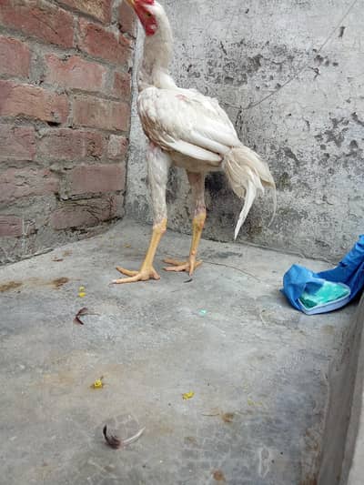 pure aseel hira