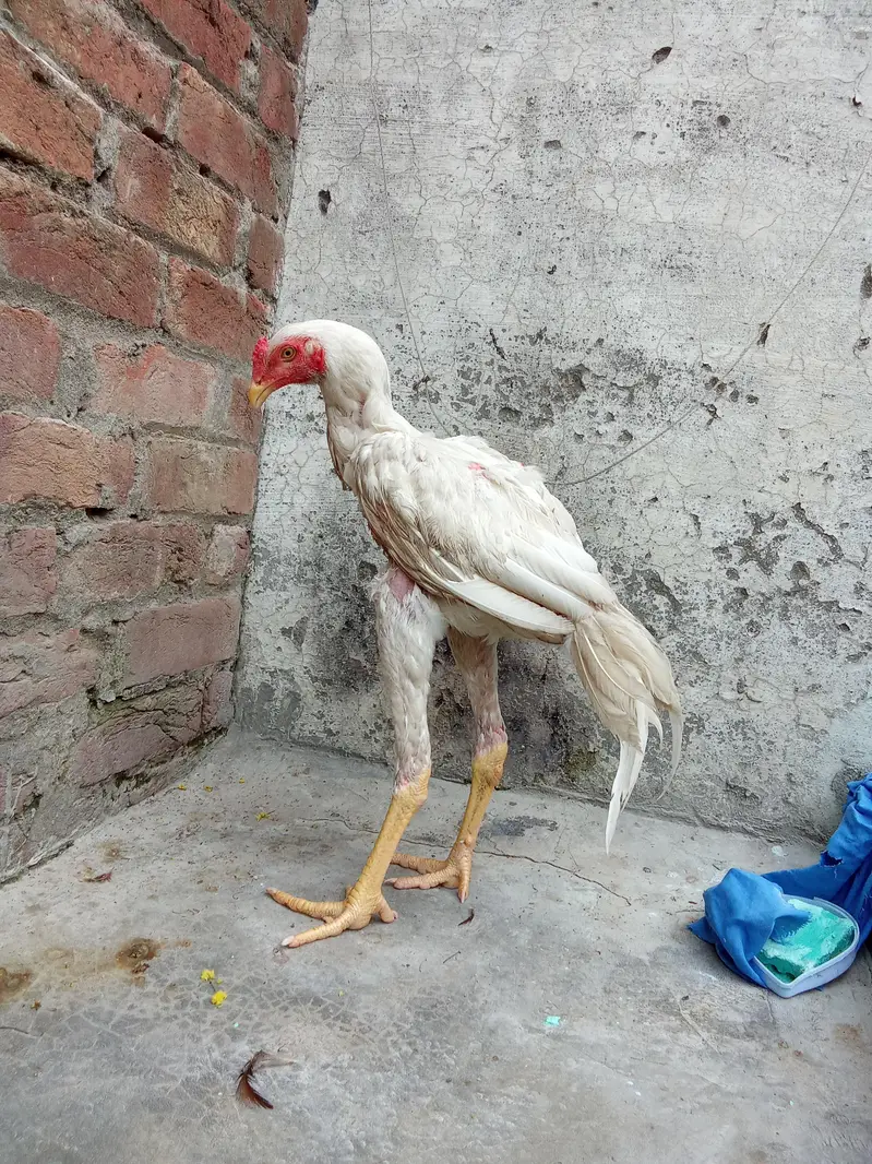 pure aseel hira — photo 2