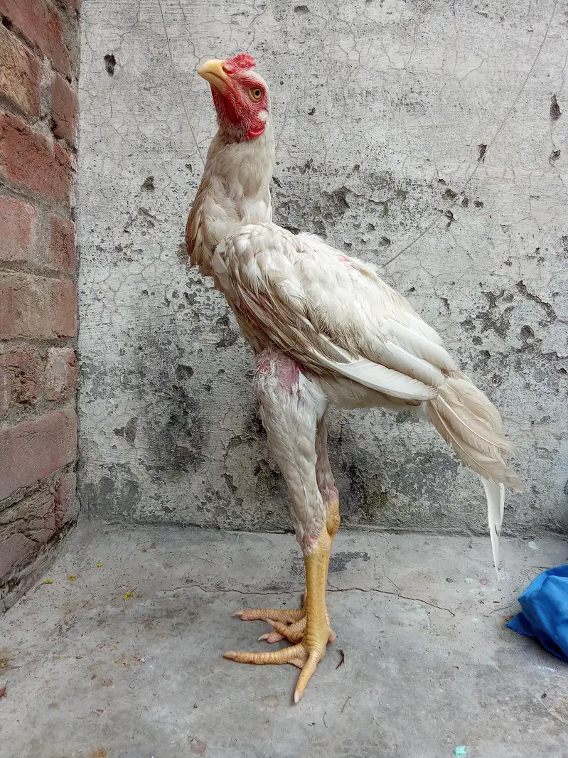 pure aseel hira — photo 3