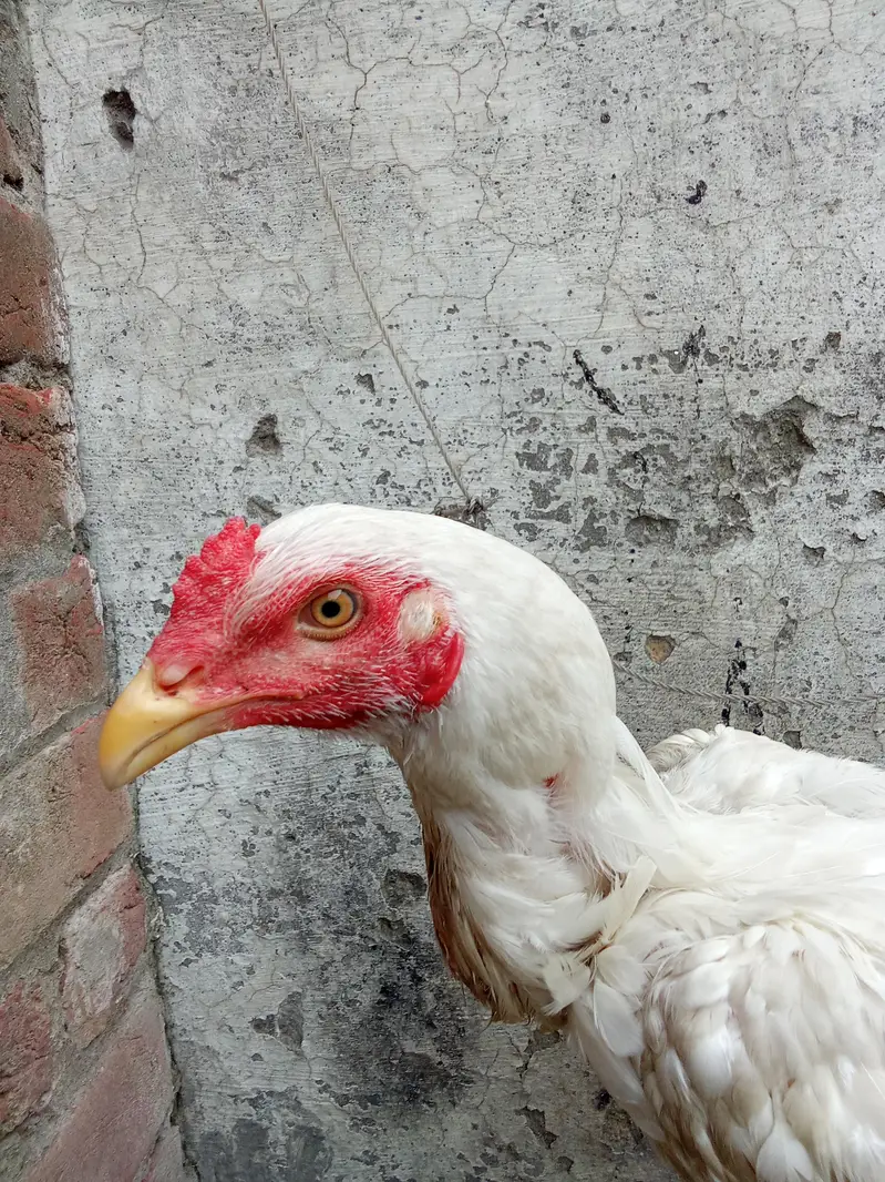 pure aseel hira — photo 5