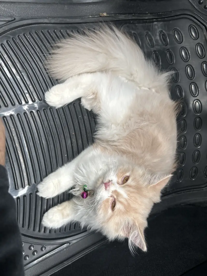 Persian Cat for Sale | Vaccination card available