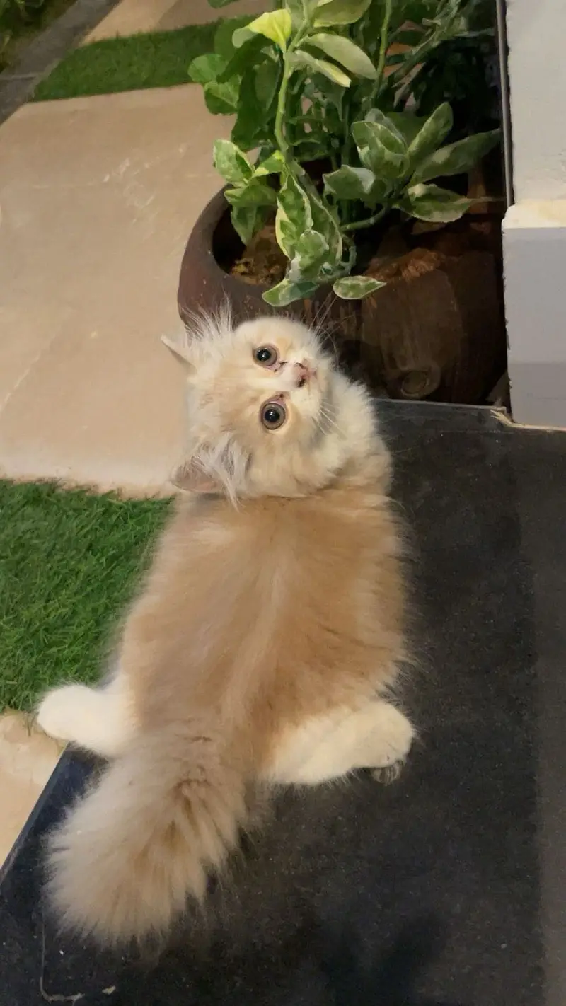 Persian Cat for Sale | Vaccination card available — photo 2