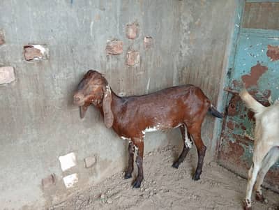 2 Female Desi Goats | 2 Dant | dogli bakri | Home Breed goat