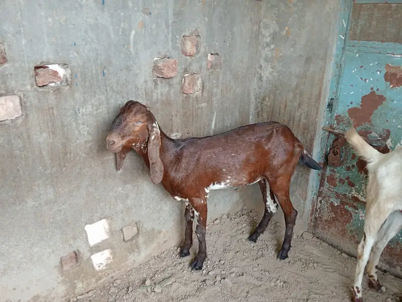 2 Female Desi Goats | 2 Dant | dogli bakri | Home Breed goat