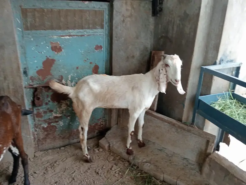2 Female Desi Goats | 2 Dant | dogli bakri | Home Breed goat — photo 2