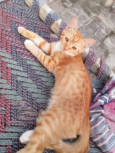 cat one white and one white+orange