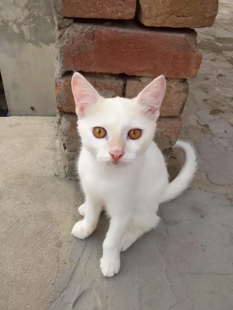 cat one white and one white+orange — photo 2