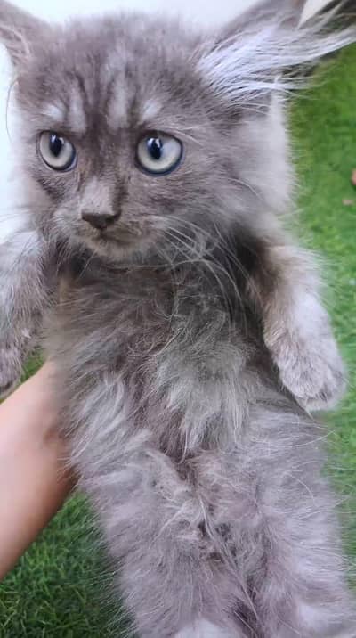 persian gray