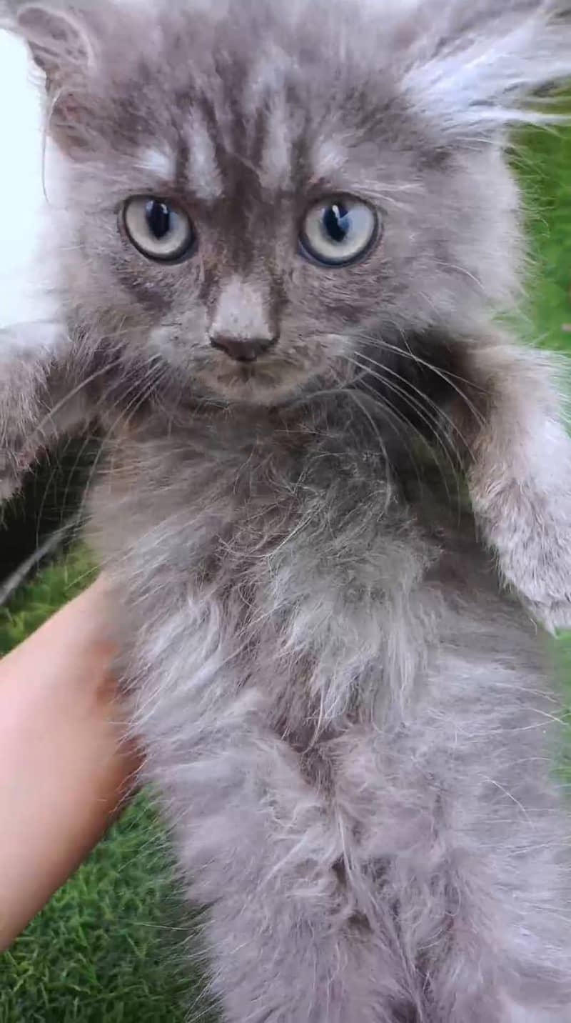 persian gray 1