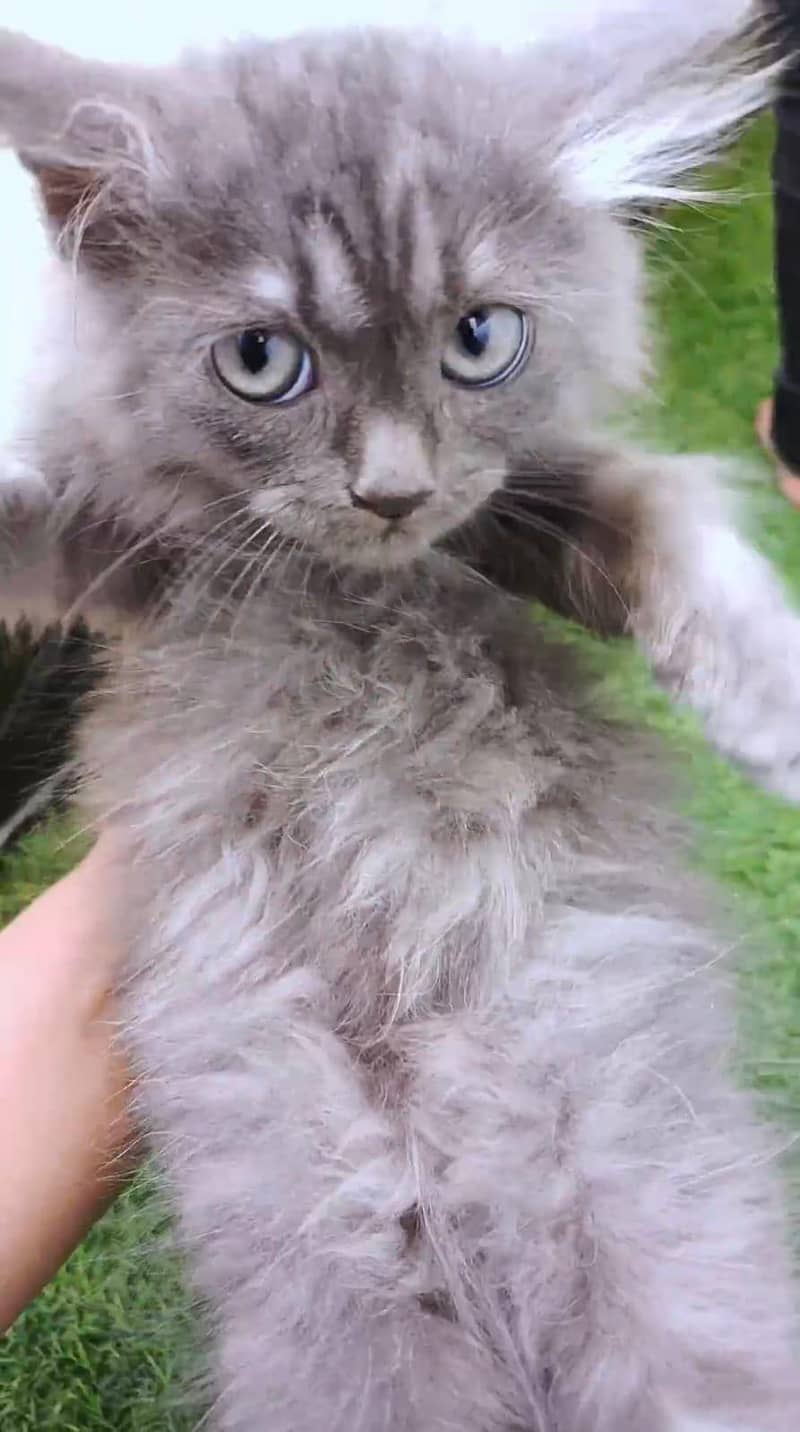 persian gray 2