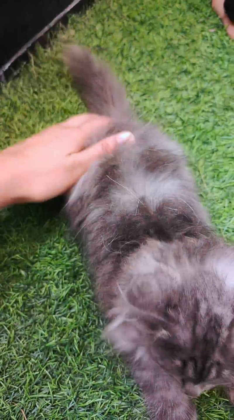 persian gray 3