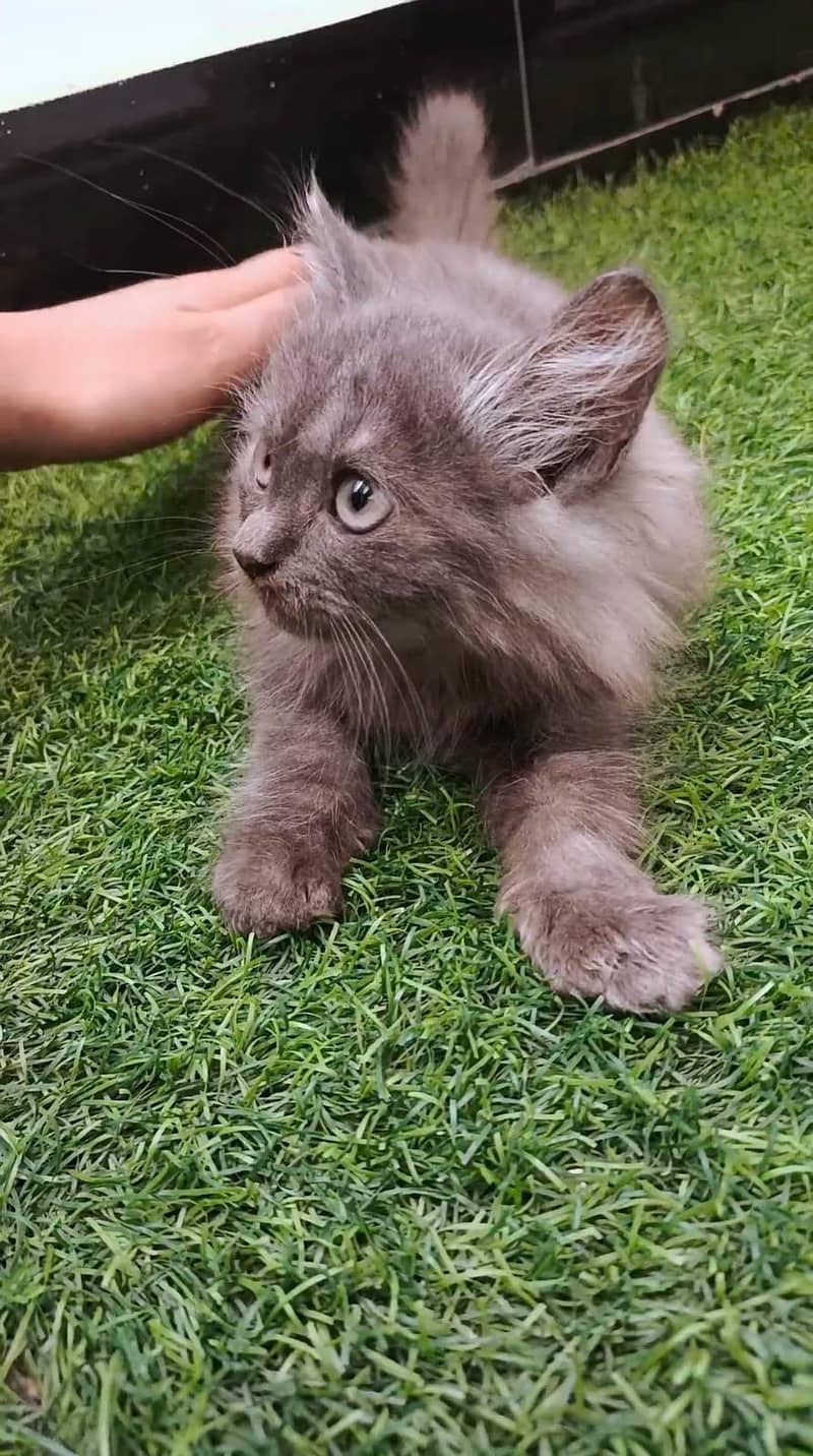 persian gray 4