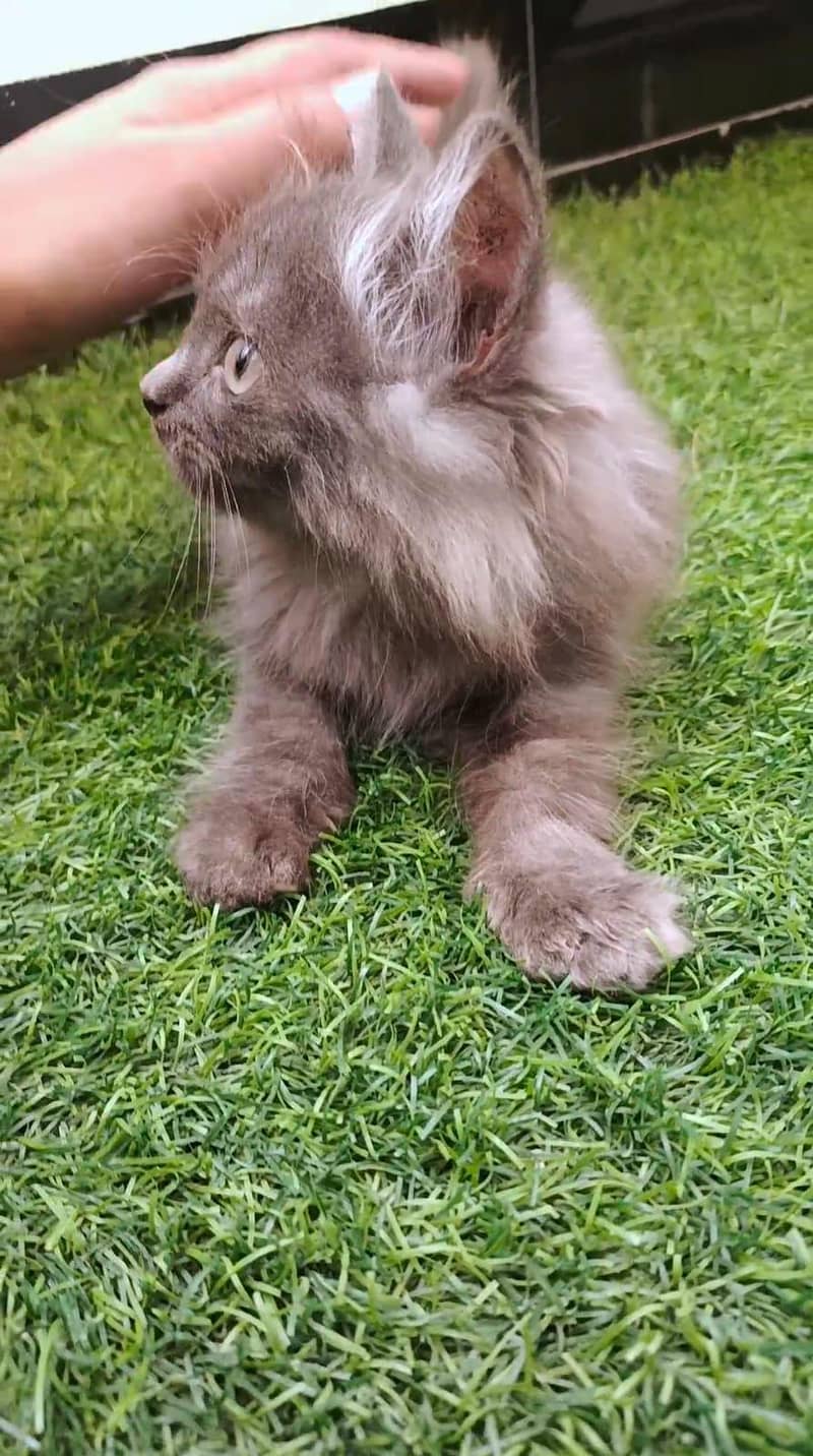 persian gray 6