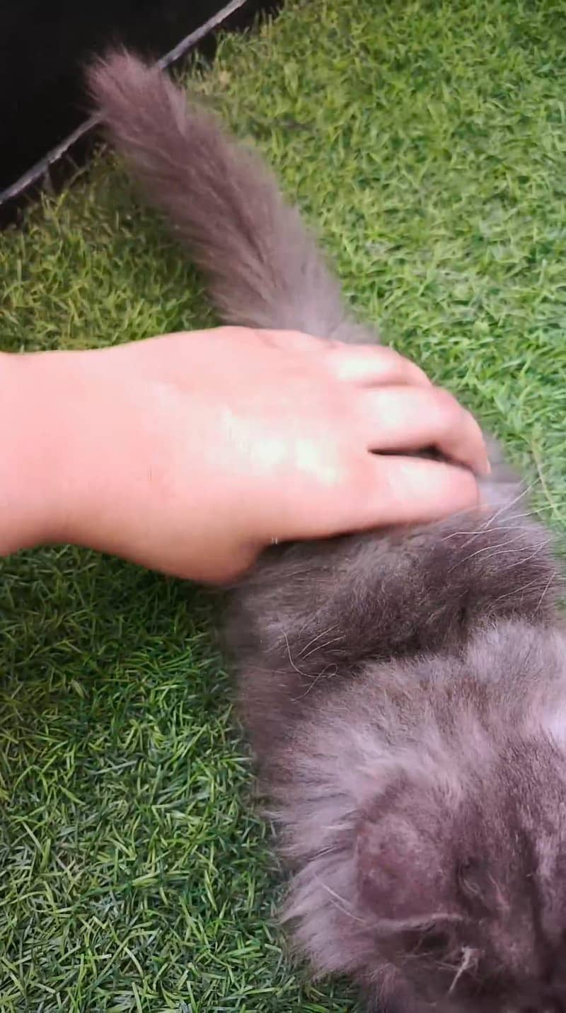 persian gray 7