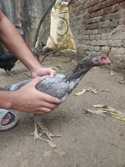 silver laced aseel