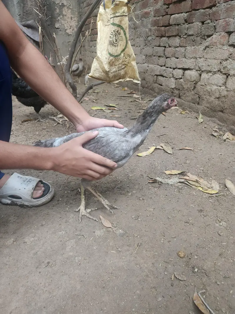 silver laced aseel — photo 2