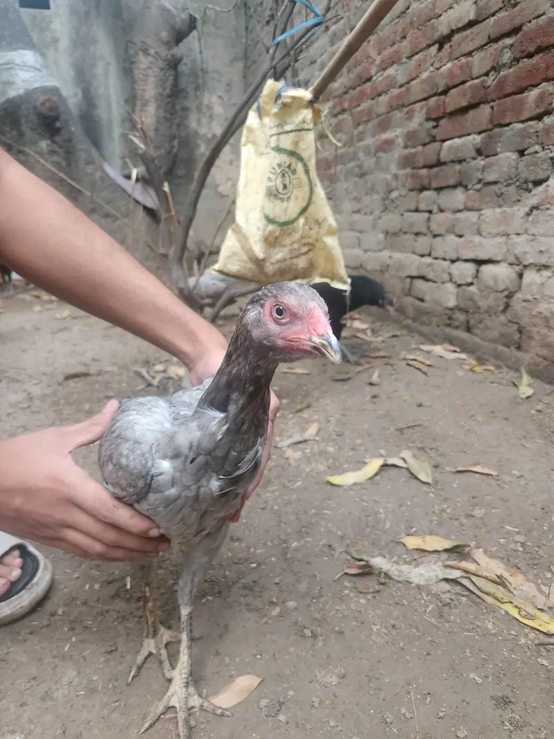 silver laced aseel — photo 4
