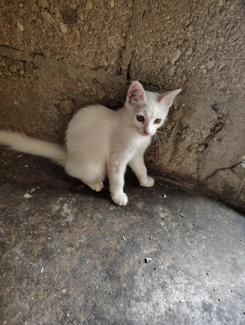 pure white persian cat and a brown cat