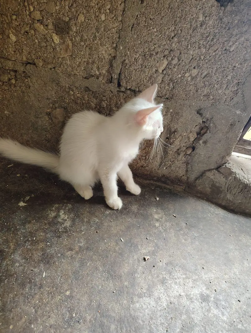 pure white persian cat and a brown cat — photo 2