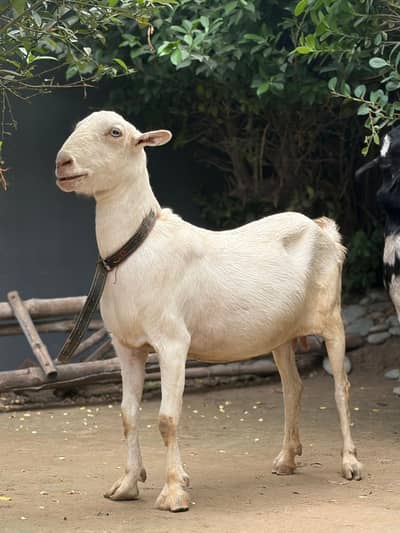 Male Goat | Teddy | Barbari | Baby Goat | gaban Bakri | Bakri | pigeon