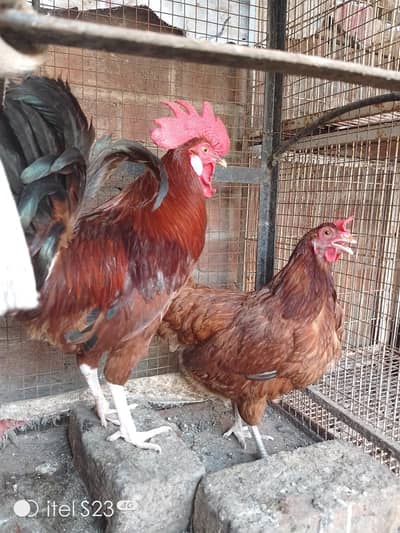 *Desi Murgha + Murghi Pair For Sale – Healthy & Active