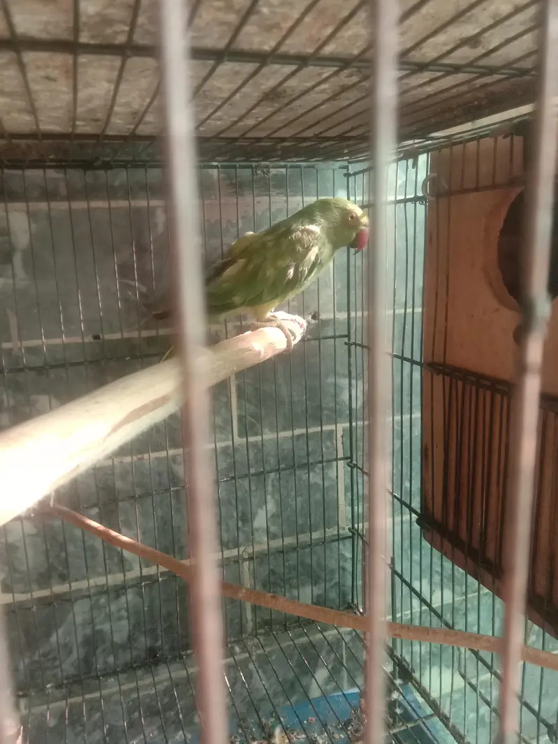 parrot