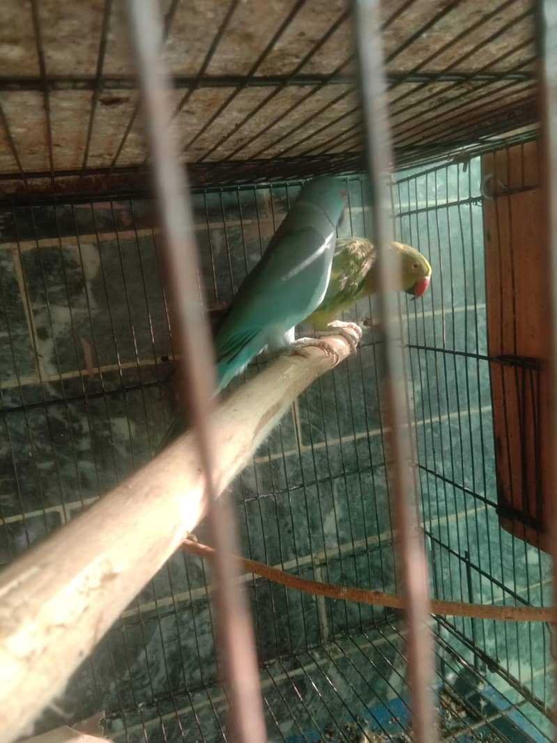 parrot 1