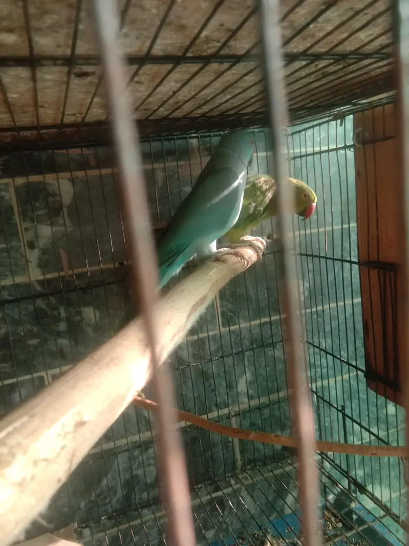 parrot — photo 2