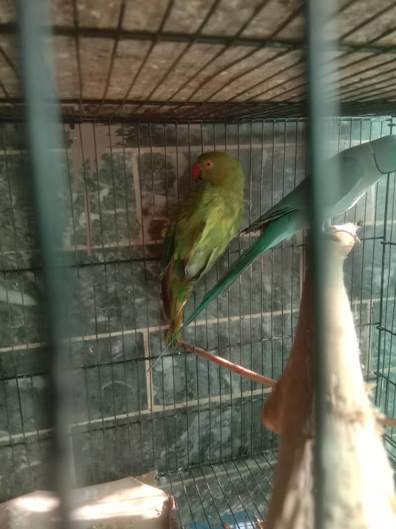 parrot 2