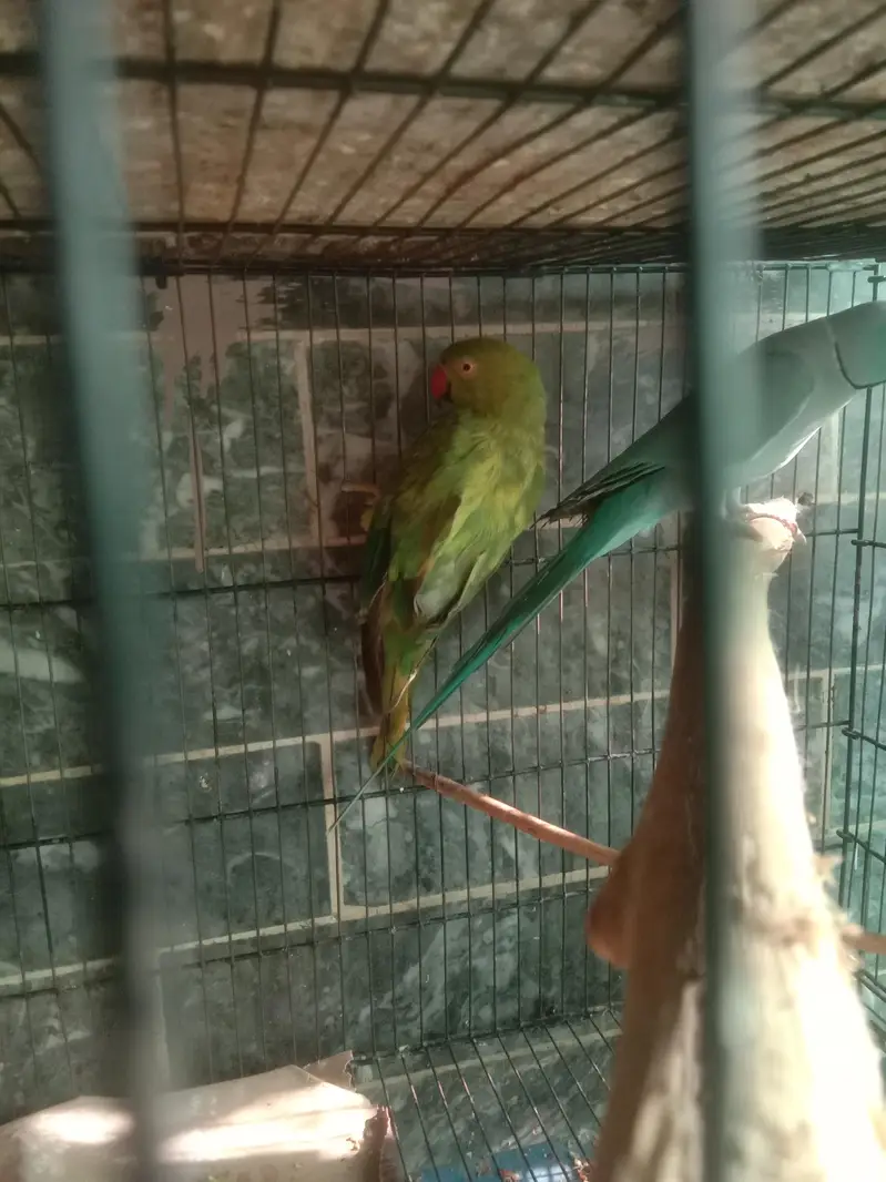 parrot — photo 3