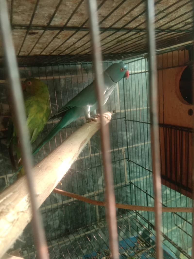 parrot 3