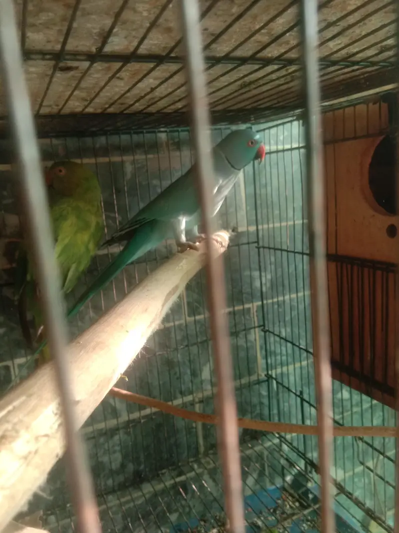 parrot — photo 4