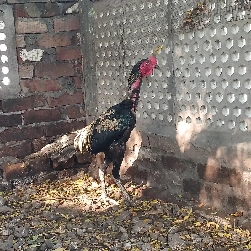 quailty wali cheez ha — photo 3