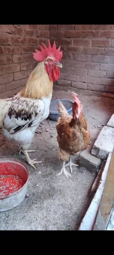 lohman brown female and male murghiya hens