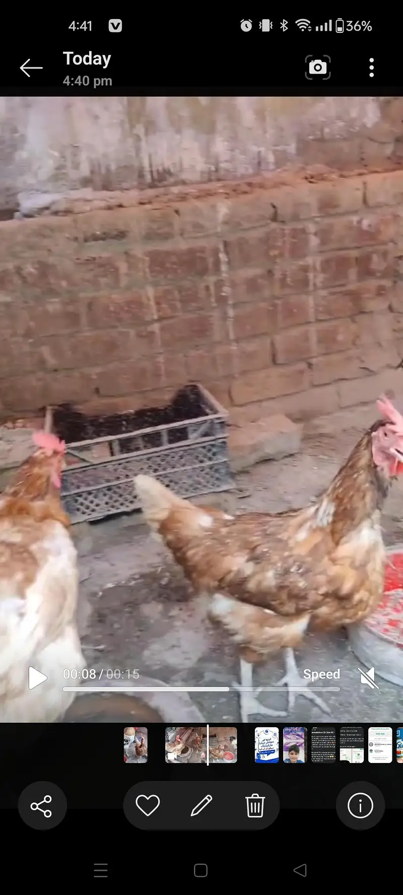 lohman brown female and male murghiya hens — photo 2