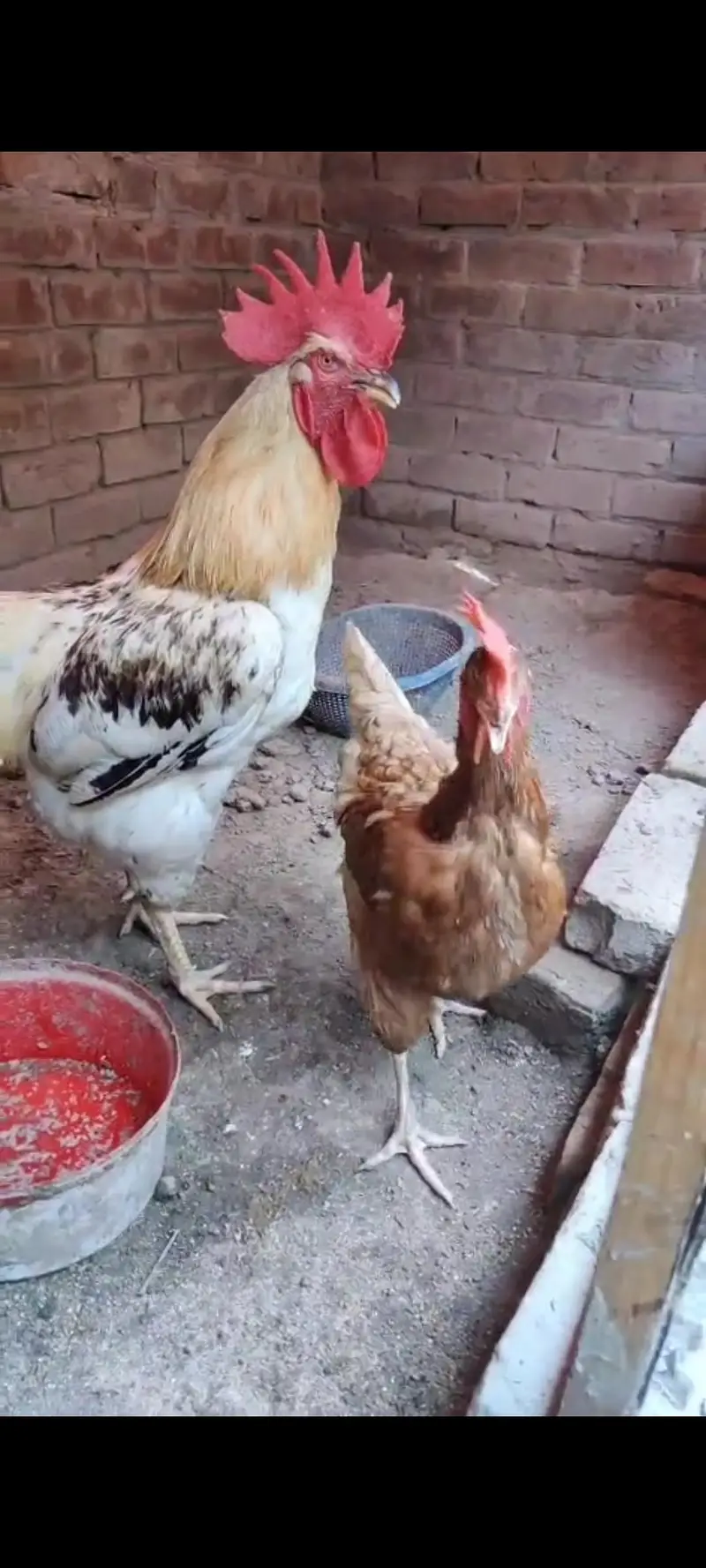 lohman brown female and male murghiya hens — photo 3