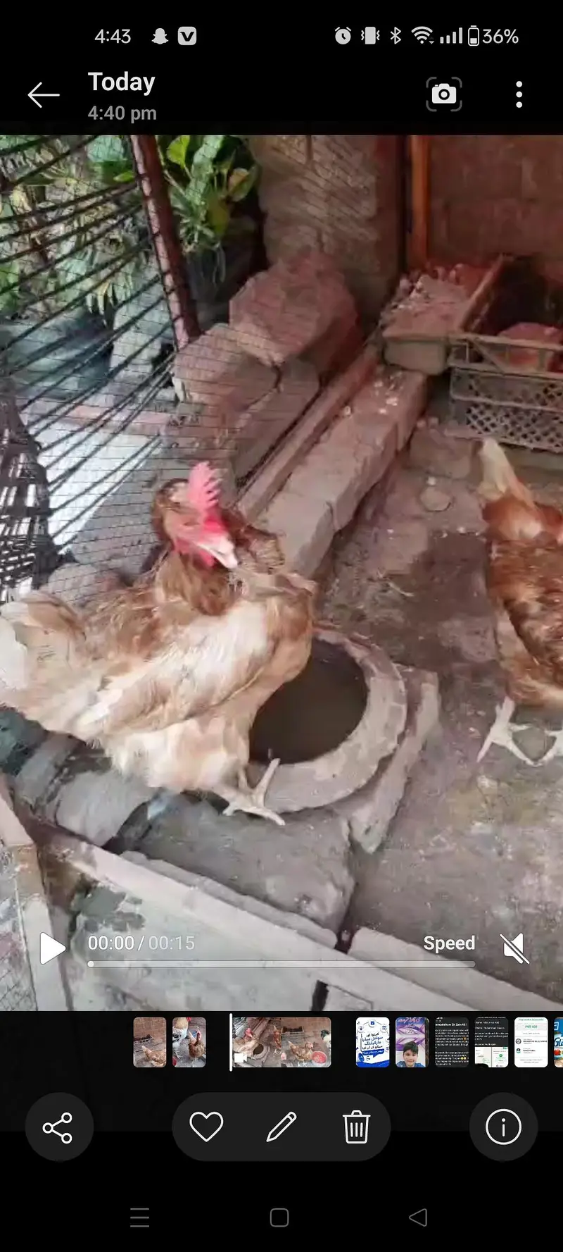lohman brown female and male murghiya hens — photo 4