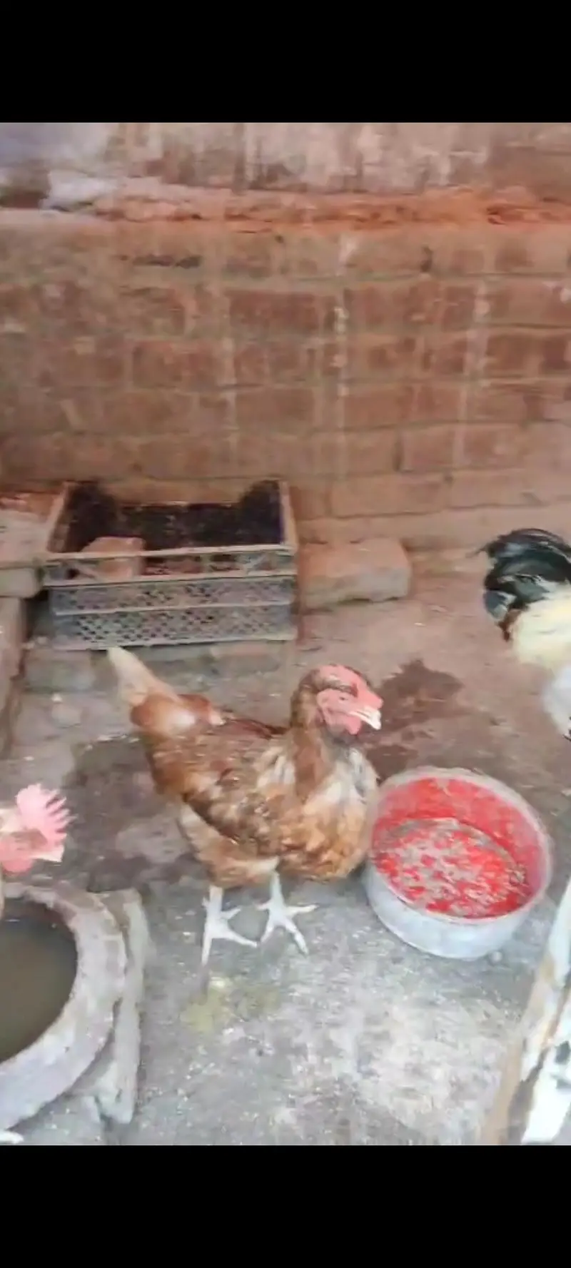 lohman brown female and male murghiya hens — photo 5