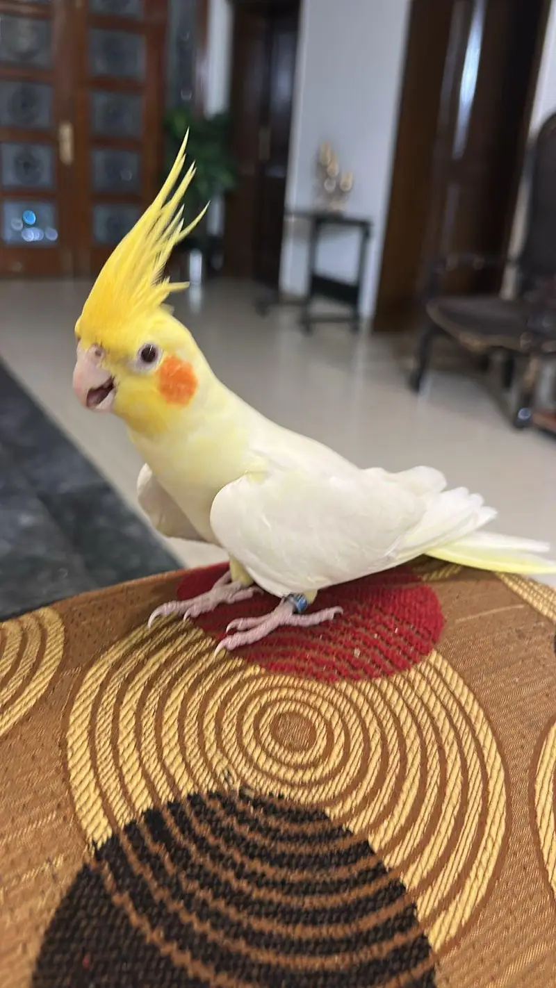 cocktail parrot beautiful hand tame and loving