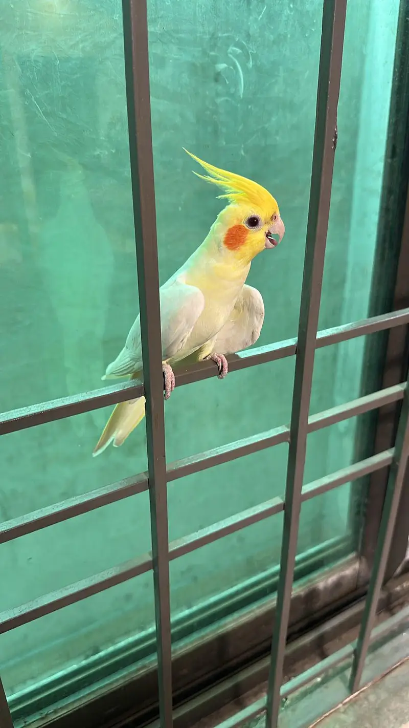 cocktail parrot beautiful hand tame and loving — photo 2