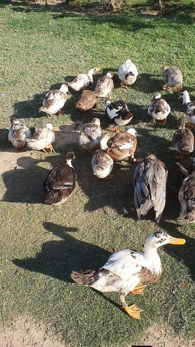 R's 1490 per piece desi Ducks urgent sale