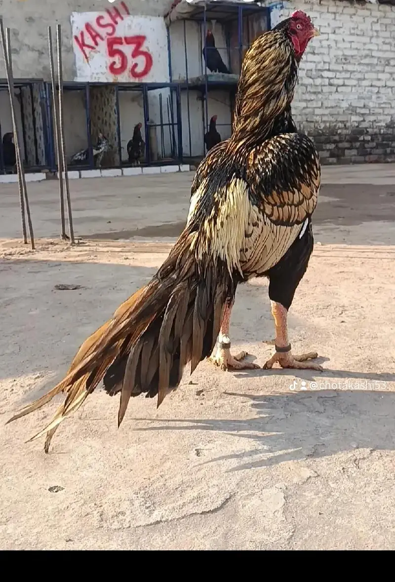meanwali shajjra aseel