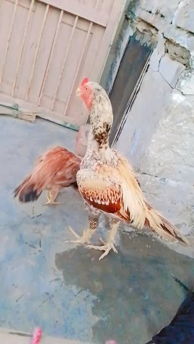 aseel pair