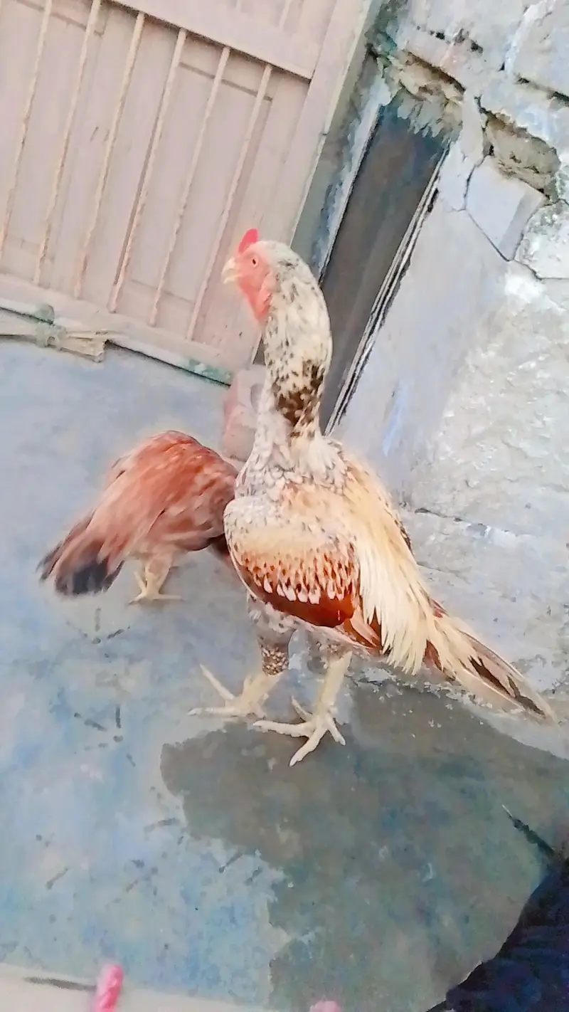aseel pair