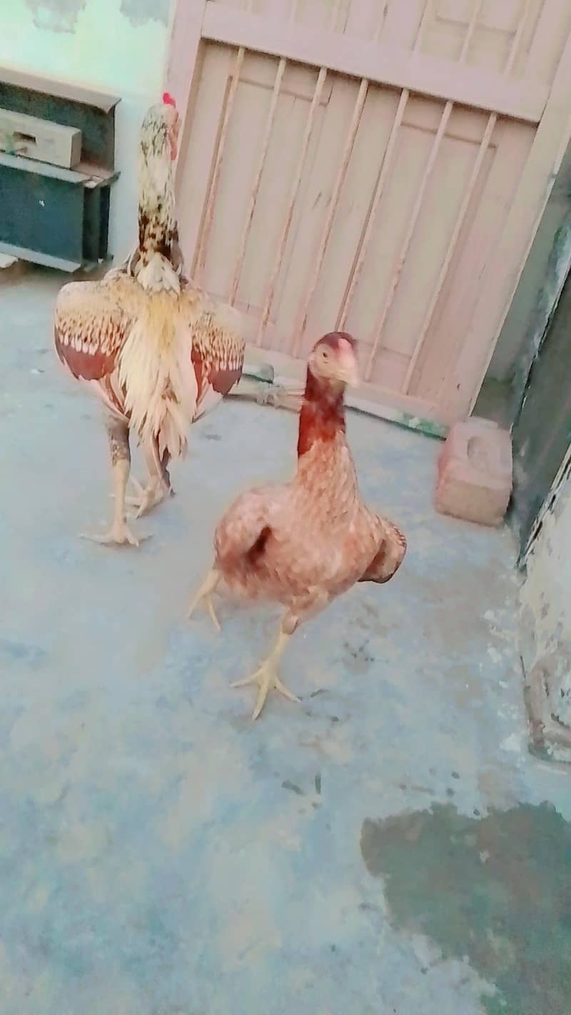 aseel pair 1
