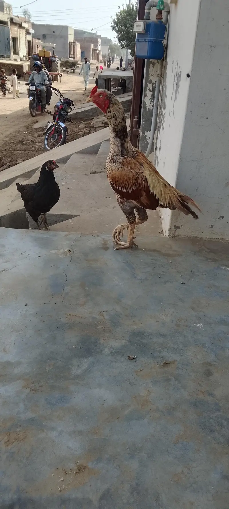 aseel pair — photo 4
