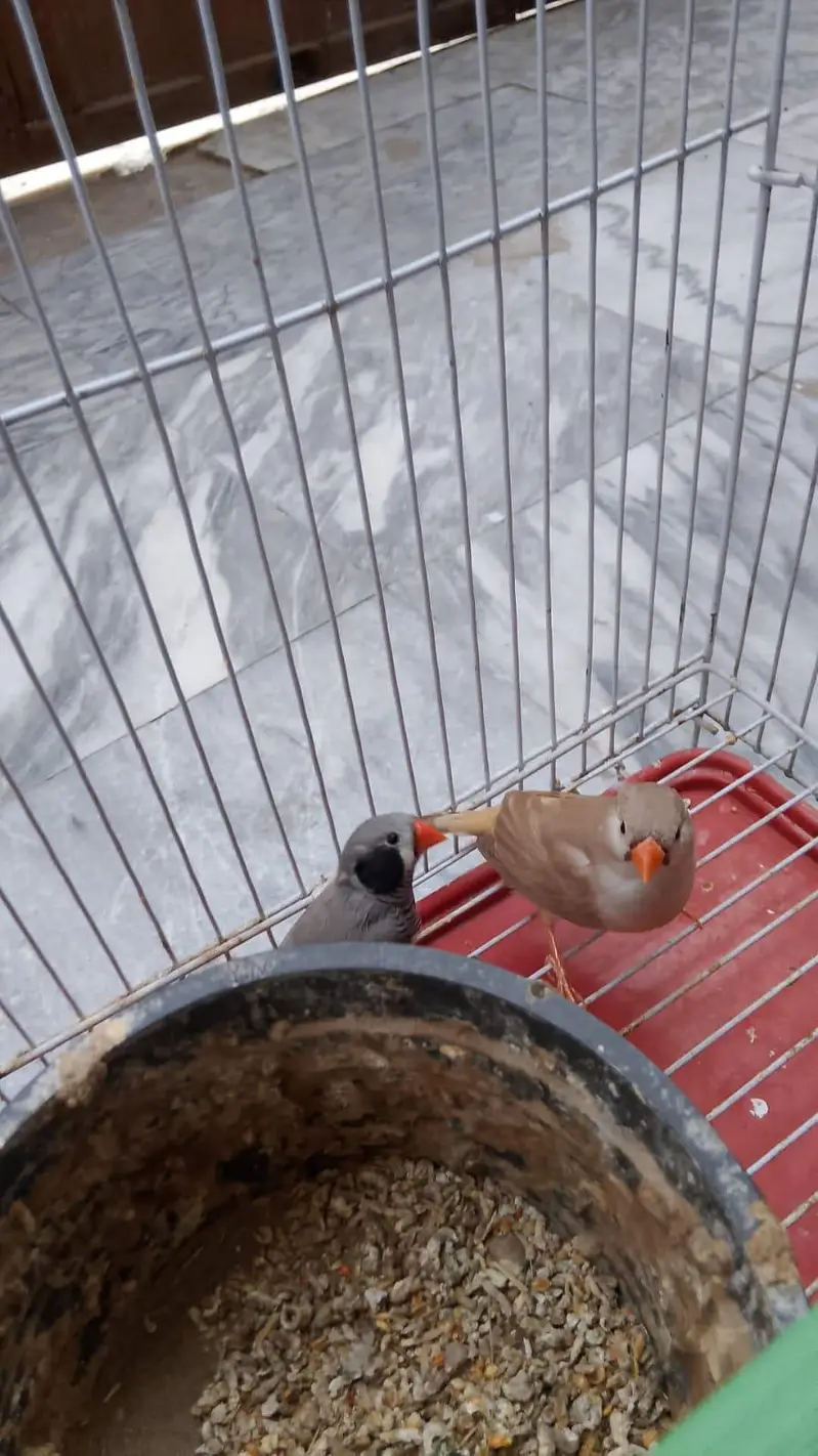 Beautiful  Pairs of love birds, finches and doves with Cages — photo 3